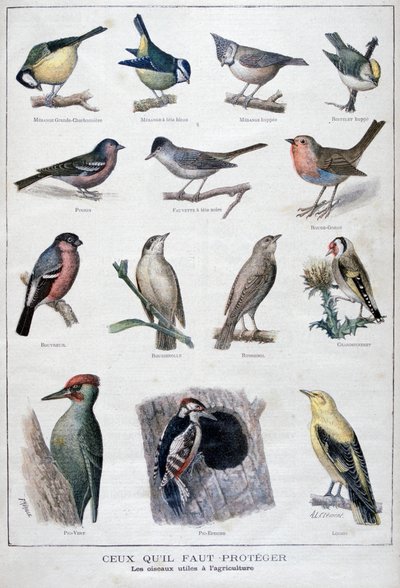 Aves útiles en la agricultura, 1896 de A Clement
