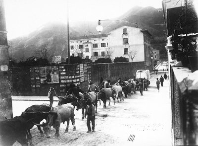 Algunos bueyes utilizados para el transporte de mármol desde las canteras de Apuanos son hechos caminar por una carretera en Carrara (foto en blanco y negro) de A. Corsini