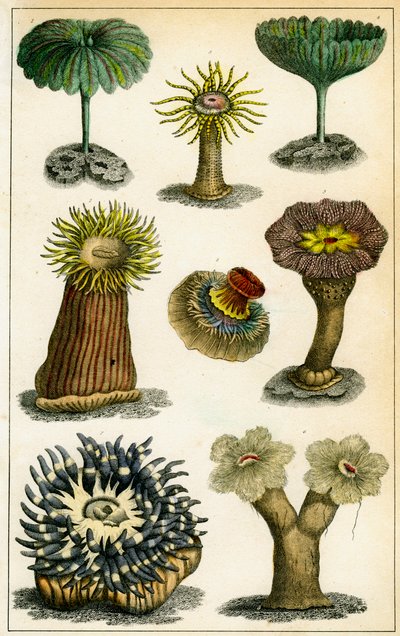 Anémonas de mar, siglo XIX de A Fullarton and Co