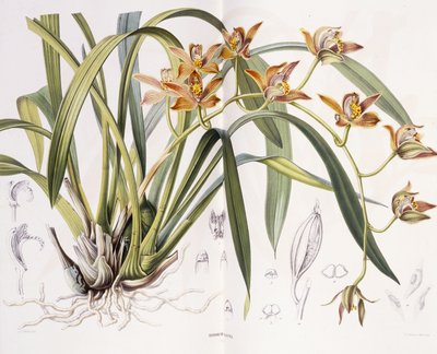 Iridorchis Gigantea, 1867 de A. J. Wendel