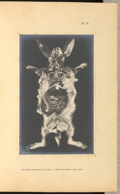 Órganos internos del conejo - Fotografía acuática de A. L. Donnadieu