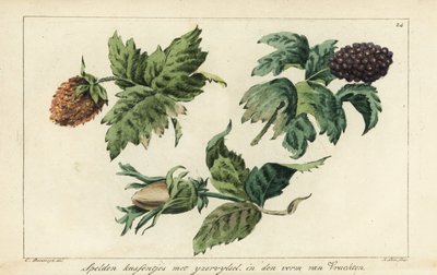 Patrones de bordado de frutas, bayas y bellotas de A. Lutz