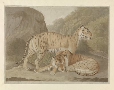 Dos tigres en un paisaje de A. Lutz