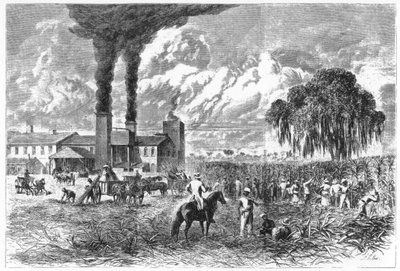 Plantación de azúcar, Nueva Orleans, 1870 de A. R. Ward