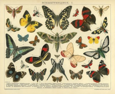 Mariposas. I. de A. Reichert