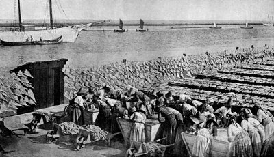 Cantidades de bacalao secándose al sol en Aveiro, en la desembocadura del Vouga, Portugal, c1930s de A. W. Cutler