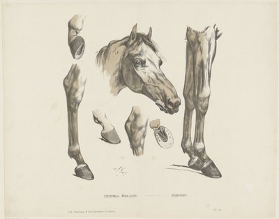 Semental / Hengst (título en el objeto) de A. van Loco