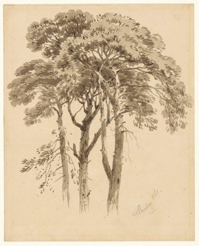 Estudio de tres pinos de Aaron Edwin Penley