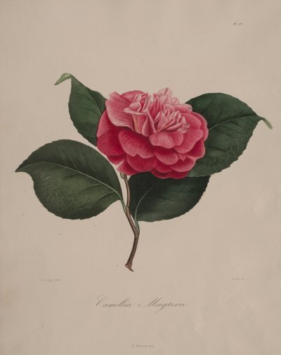 Iconografía del género camelia: No. 171 de Abbé Laurent Berlèse