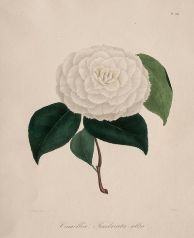 Iconographie du genre camellia: No. 194 de Abbé Laurent Berlèse