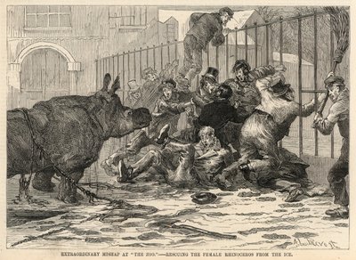 Rescatando a la rinoceronte hembra del hielo de Abbé Prévost