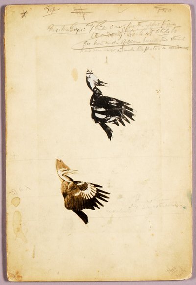 2 plantillas Rush, carpeta de estudio para el libro La ocultación de la coloración en el reino animal de Abbott Handerson Thayer