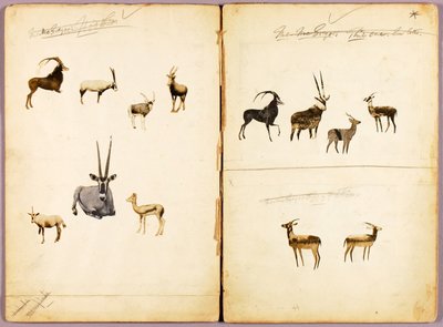 Antílopes, carpeta de estudio para el libro La ocultación de la coloración en el reino animal de Abbott Handerson Thayer