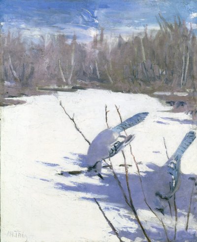 Arrendajos Azules en Invierno, estudio para el libro Coloración Ocultante en el Reino Animal de Abbott Handerson Thayer