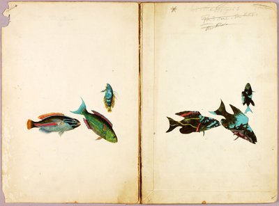 PECES, carpeta de estudios para el libro Concealing Coloration in the Animal Kingdom de Abbott Handerson Thayer