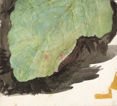 Heterocampa Biundata, Walker, estudio para el libro Coloración de camuflaje en el reino animal de Abbott Handerson Thayer