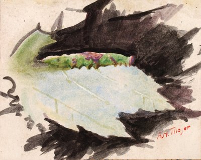 Heterocampa Biundata, Walker, estudio para el libro Coloración de camuflaje en el reino animal de Abbott Handerson Thayer