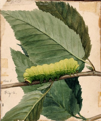 Oruga lunar, estudio para el libro La coloración oculta en el reino animal de Abbott Handerson Thayer