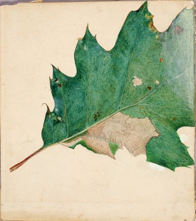 Oligocentra lignicolor, Walker, estudio para el libro «Concealing Coloration in the Animal Kingdom» de Abbott Handerson Thayer