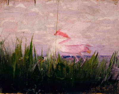Espátula rosada, estudio para el libro Concealing Coloration in the Animal Kingdom, ca. 1905-1909 de Abbott Handerson Thayer
