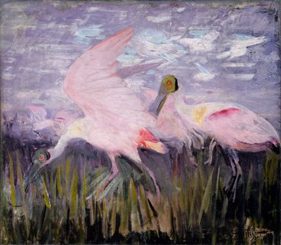 Espátulas rosadas, estudio para el libro La coloración oculta en el reino animal de Abbott Handerson Thayer