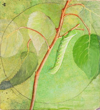 Oruga esfinge, estudio para el libro La coloración oculta en el reino animal de Abbott Handerson Thayer