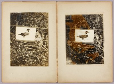Stencil Ducks, carpeta de estudio para el libro Concealing Coloration in the Animal Kingdom de Abbott Handerson Thayer