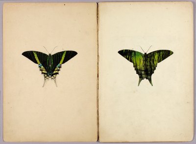 Polilla urania, carpeta de estudios para el libro «Coloración protectora en el reino animal» de Abbott Handerson Thayer