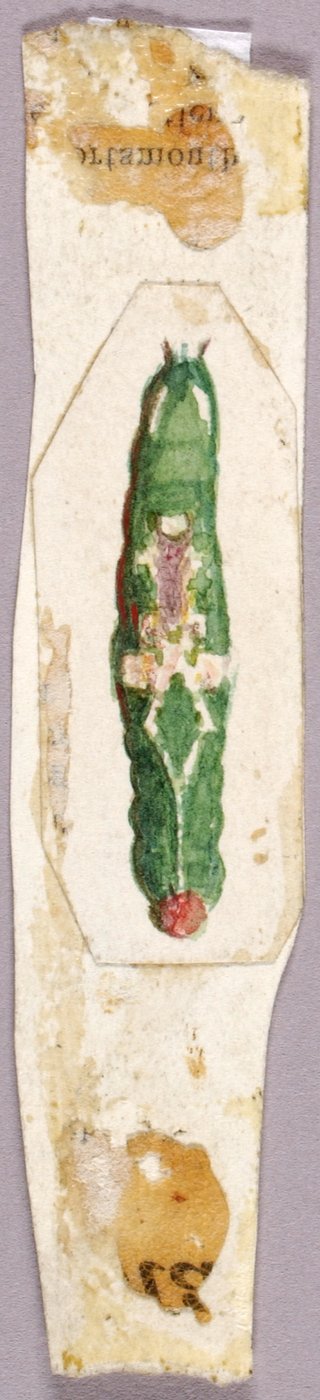 Oruga del borde de la hoja de abedul blanco, estudio para el libro Coloración de camuflaje en el reino animal de Abbott Handerson Thayer