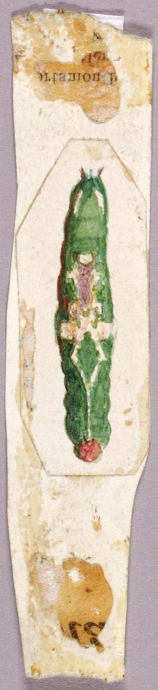 Oruga del borde de la hoja del abedul blanco, estudio para el libro La ocultación de la coloración en el reino animal de Abbott Handerson Thayer