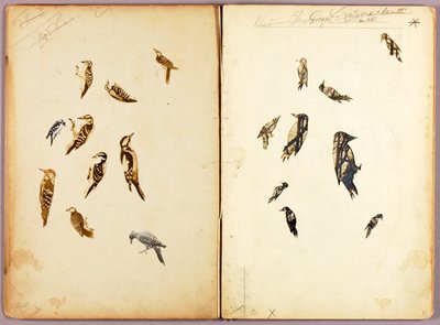Pájaro carpintero, carpeta de estudios para el libro Coloración protectora en el reino animal de Abbott Handerson Thayer