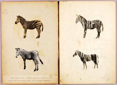 Cebras, carpeta de estudio para el libro La ocultación de la coloración en el reino animal de Abbott Handerson Thayer