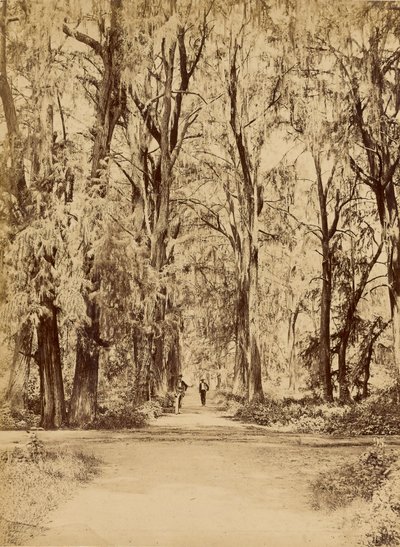 México. Bosque de Chapultepec, cerca de México de Abel Briquet