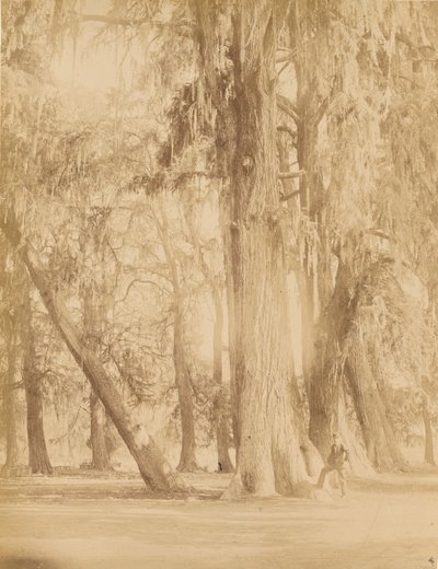 México. Bosque de Chapultepec, cerca de México de Abel Briquet