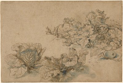 Estudios sobre una planta de médula y las coles de Abraham Bloemaert