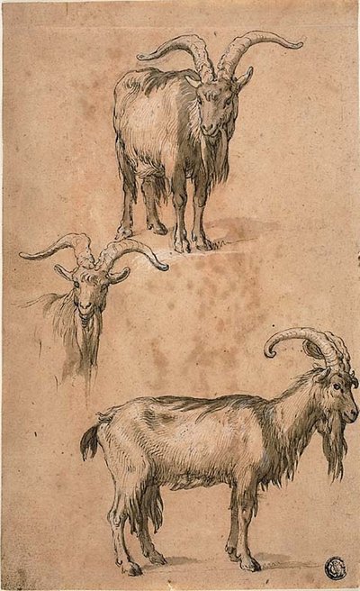 Tres bocetos de una cabra (recto) Drapería de figura femenina de pie (verso) de Abraham Bloemaert