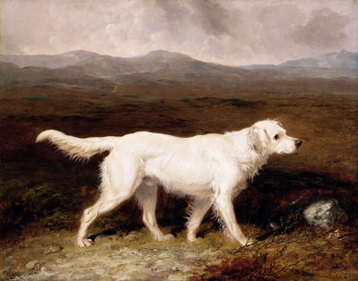 El setter inglés blanco 