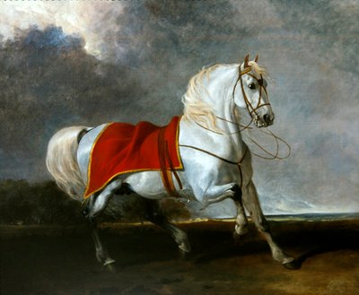 Caballo gris ensillado asustado por una tormenta, llamado 