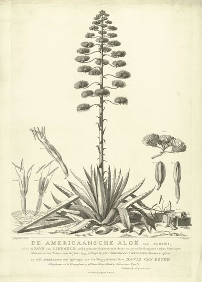 Aloe americano floreciente, 1757 El Aloe Americano de Clusius, o el Agave de Linnaeus (...) Habiendo Florecido en el Verano del Año 1757 por Jac: Schuurmans Stkehooven, Florista en Leiden (título sobre objeto) de Abraham Delfos