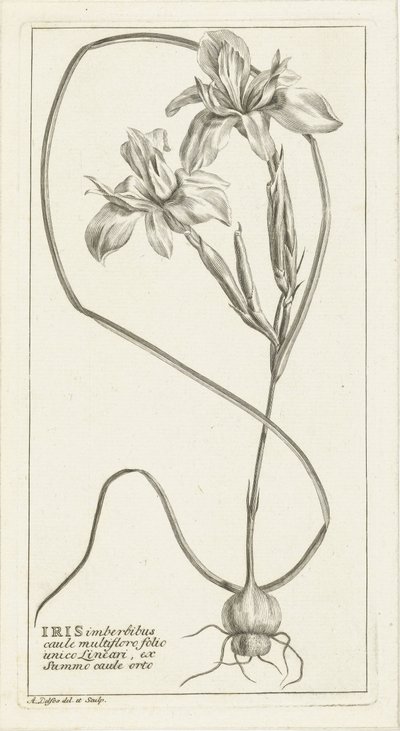 Iris de Abraham Delfos