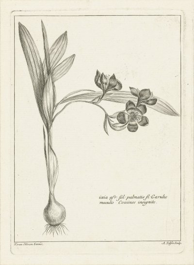Ixia de Abraham Delfos