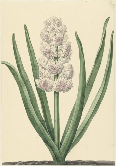 El jacinto blanco y rosa Estados Generales de Abraham Hendrik van Beesten