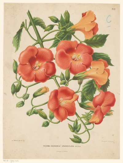 Bigonia Tecoma (bignonia) grandiflora (título sobre objeto) de Abraham Jacobus Wendel