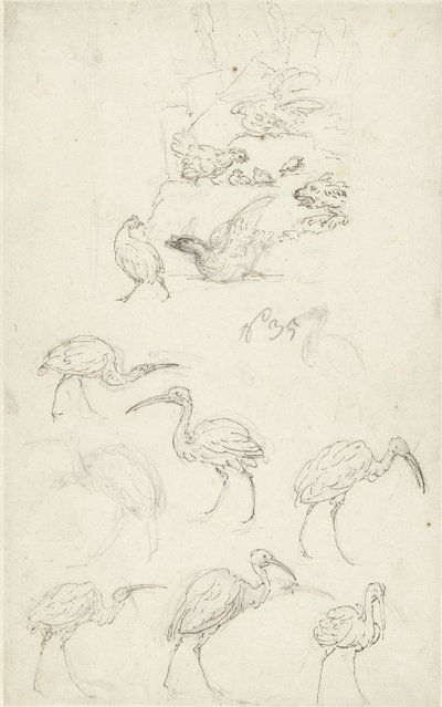 Estudios de aves de Abraham Meertens