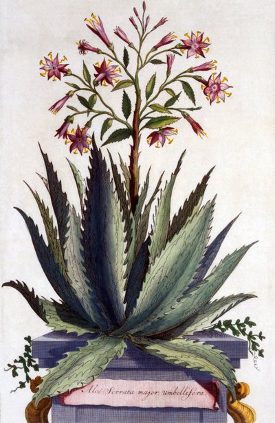 Aloe Serrata major umbellifera, de 