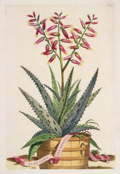 Aloe Vera Costa Spinosa, de 