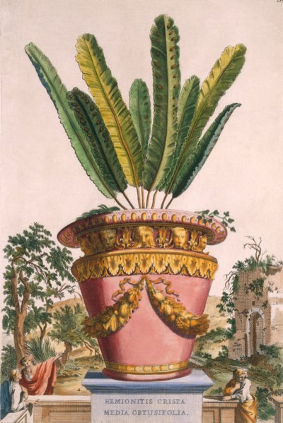 Hemionitis Crispa Media Obtusifolia, de 