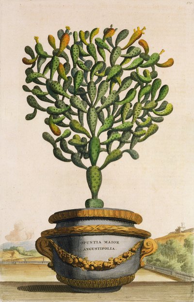 Opuntia Maior Augustifolia, de Phytographia Curiosa, publicado en 1702 de Abraham Munting