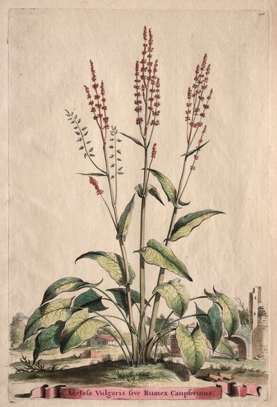Phytographia Curiosa:  Acetosa Vulgaris sive Rumex Canpferinus de Abraham Munting