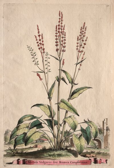 Phytographia Curiosa: Acetosa Vulgaris sive Rumex Canpferinus de Abraham Munting